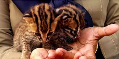  Ditemukan Warga, BBKSDA Riau Evakuasi Dua Anak Kucing Hutan
